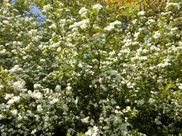 l'aubépine, très mellifère