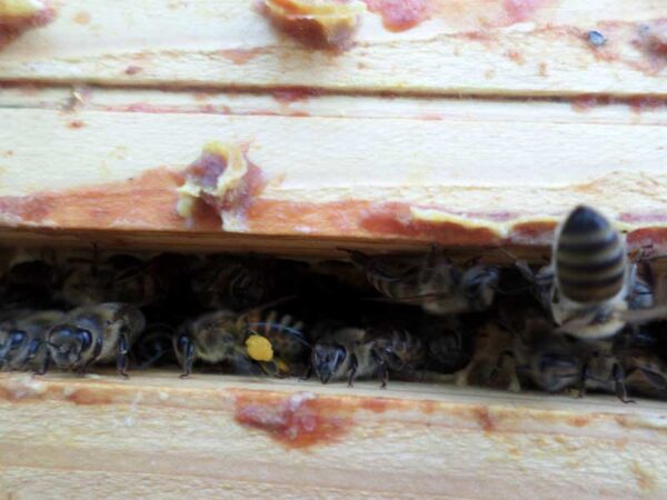 pelote de pollen transportée par une abeille