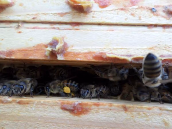 pelote de pollen transportée par une abeille