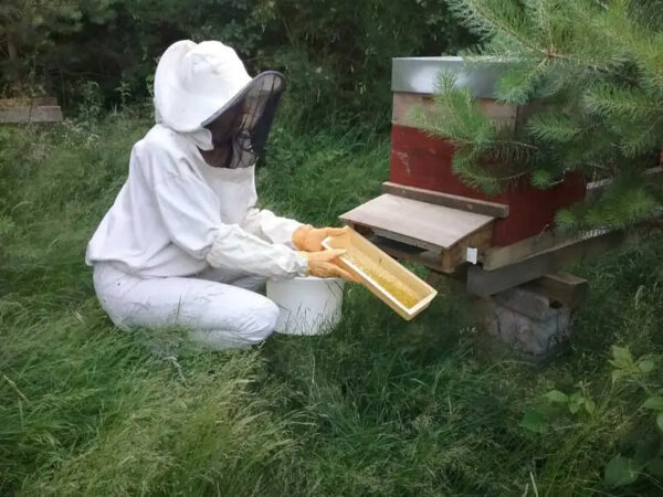 récolte du pollen au rucher de Raon l'Etape